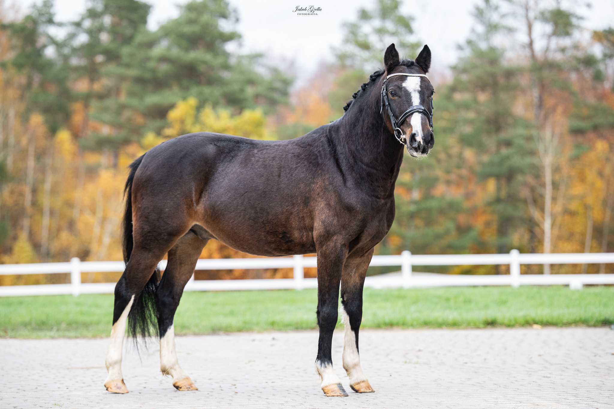 KONIG — Pony · Gelding · 8y